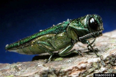 Adult Emerald Ash Borer